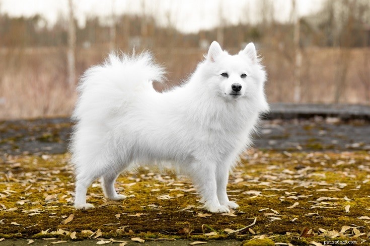 11 Iconic Japanese Dog Breeds You Need to Know