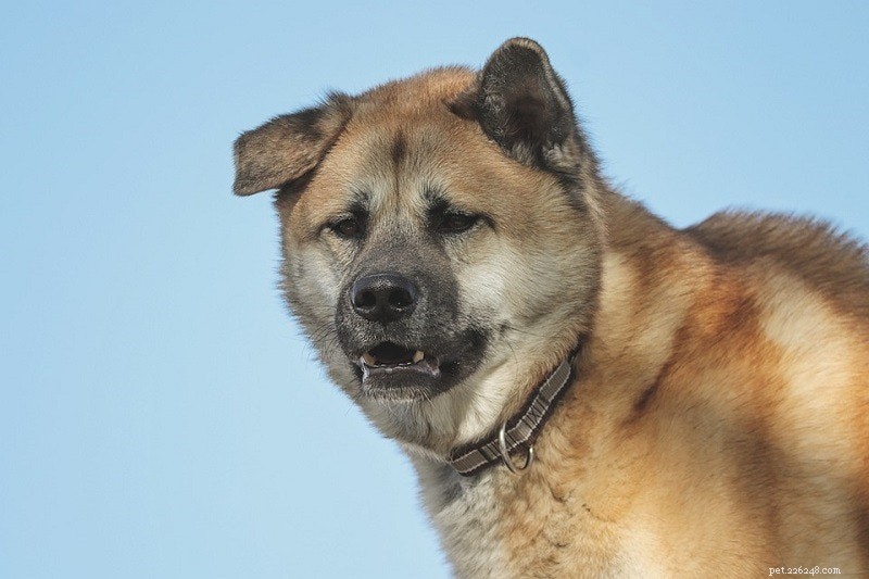 26 Largest Dog Breeds – Photos & Key Details