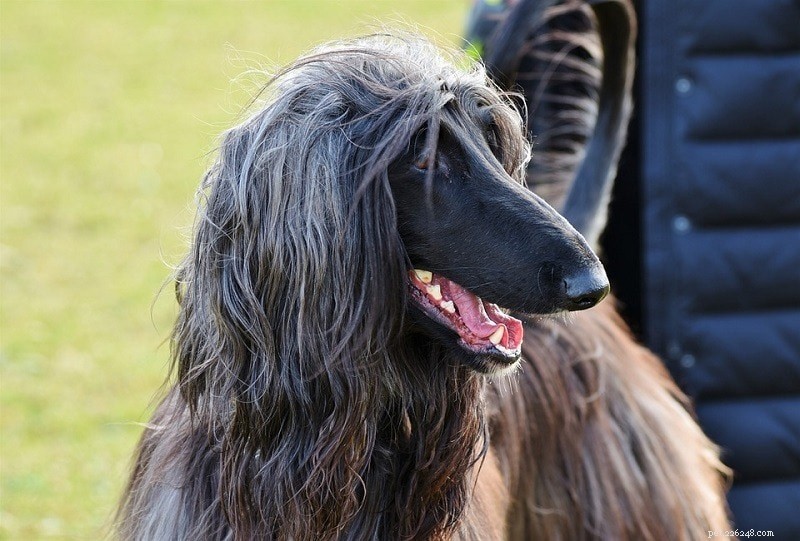 26 Largest Dog Breeds – Photos & Key Details