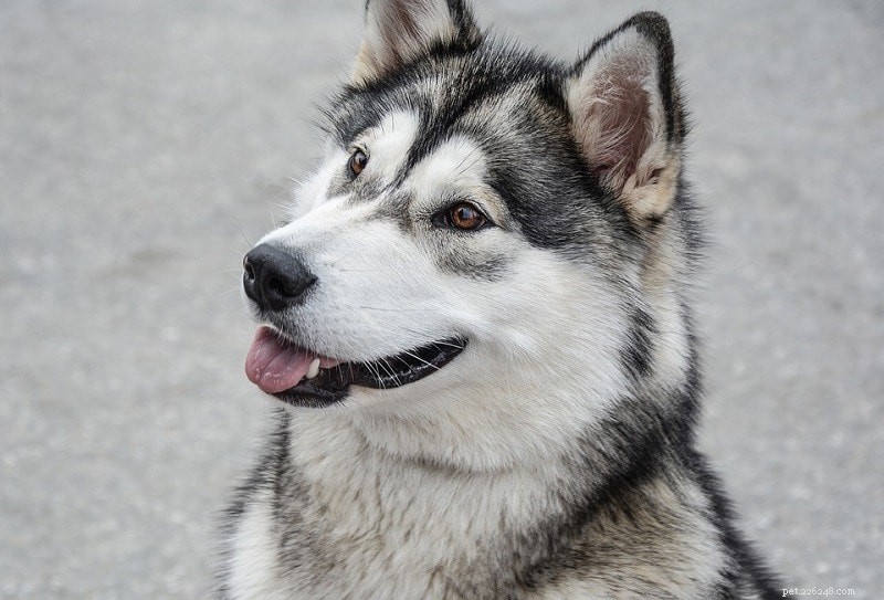 26 Largest Dog Breeds – Photos & Key Details