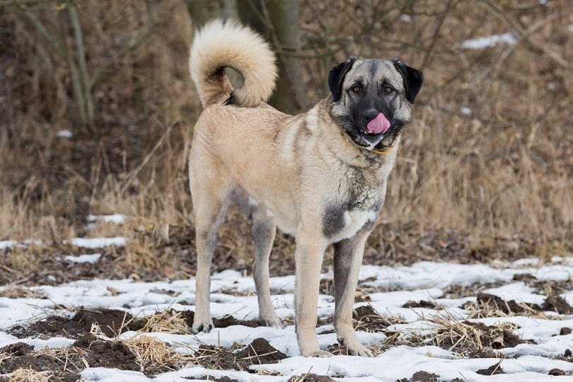 26 Largest Dog Breeds – Photos & Key Details