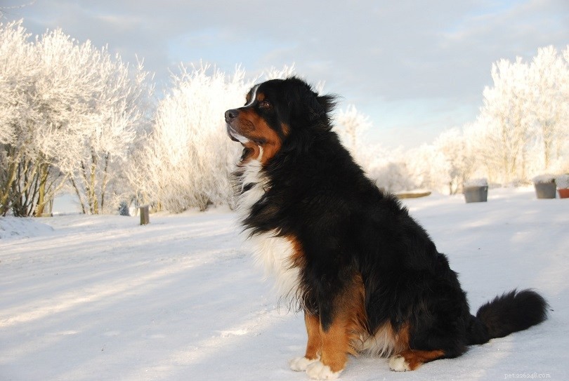 26 Largest Dog Breeds – Photos & Key Details