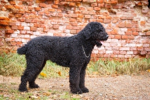 26 Largest Dog Breeds – Photos & Key Details