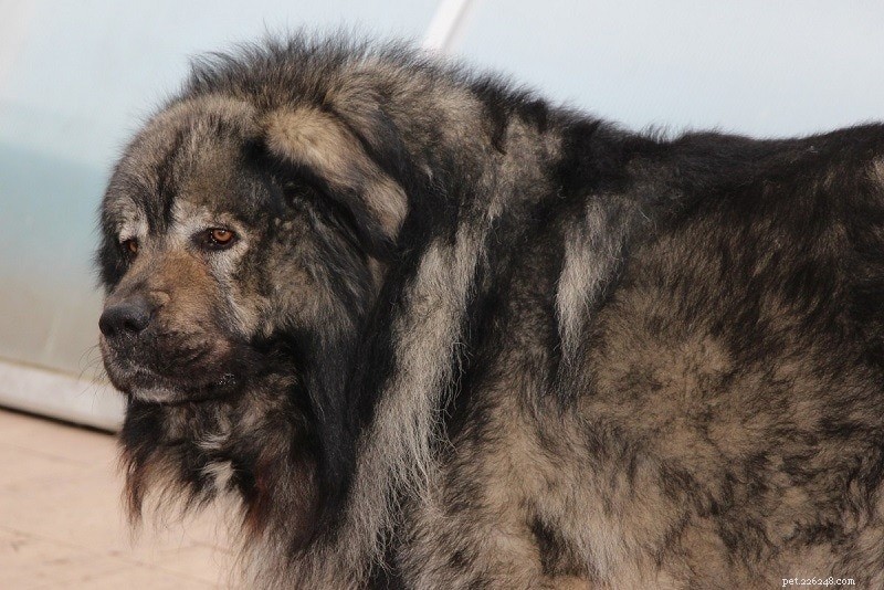 26 Largest Dog Breeds – Photos & Key Details