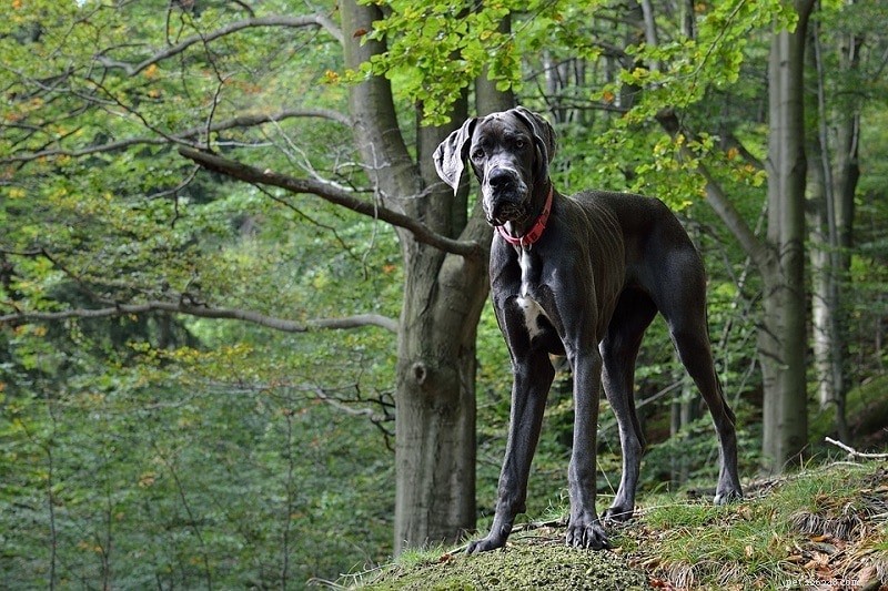 26 Largest Dog Breeds – Photos & Key Details