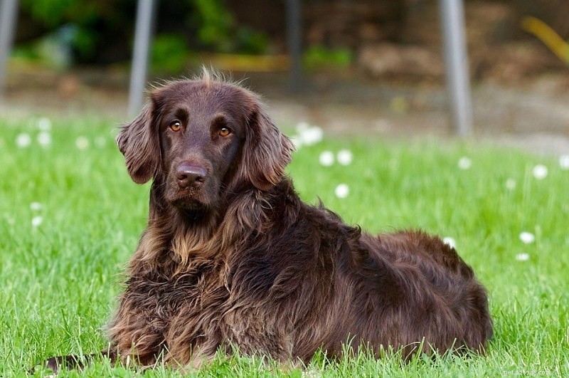 26 Largest Dog Breeds – Photos & Key Details