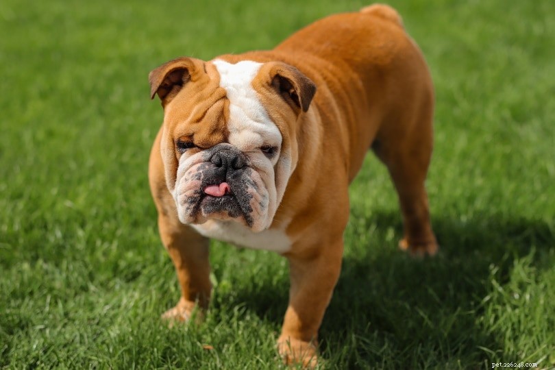 22 Most Relaxed Dog Breeds: The Ultimate Couch Companion Guide