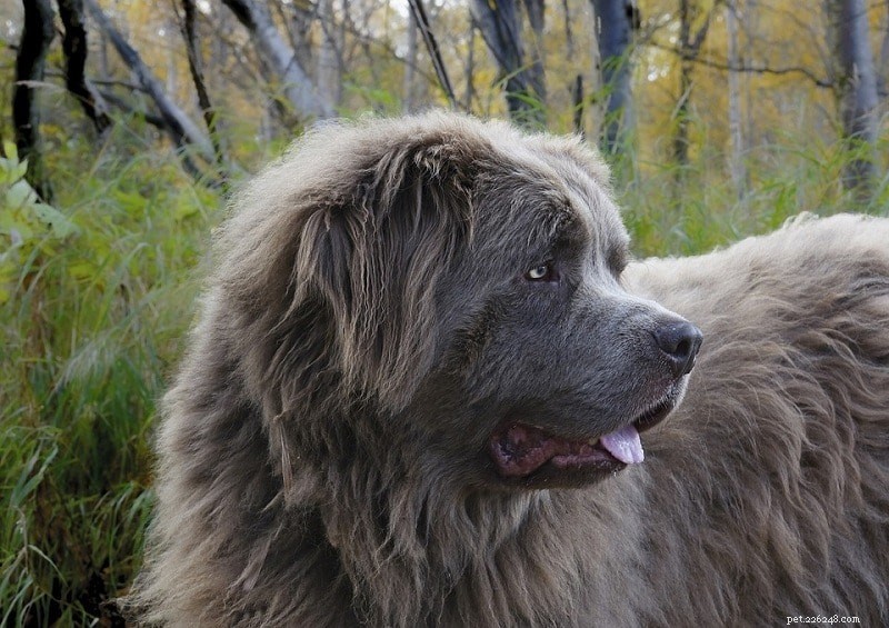 22 Most Relaxed Dog Breeds: The Ultimate Couch Companion Guide