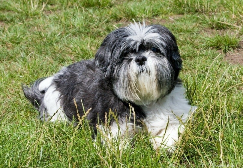 22 Most Relaxed Dog Breeds: The Ultimate Couch Companion Guide