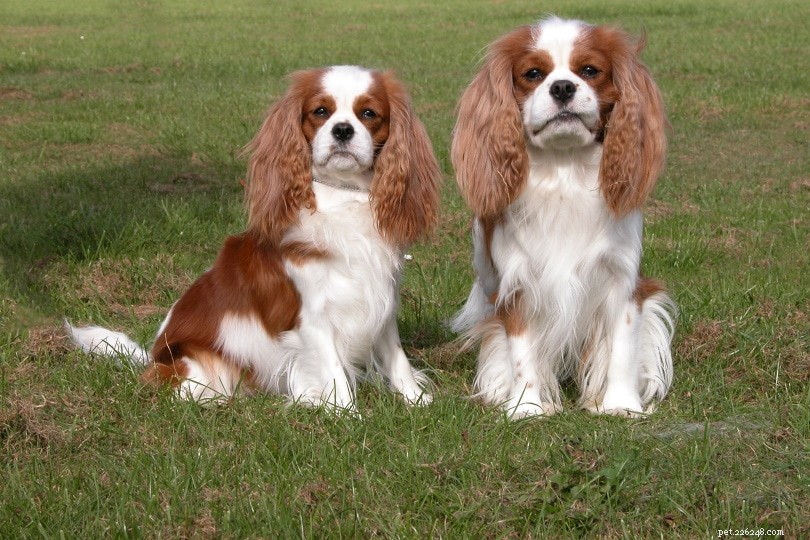22 Most Relaxed Dog Breeds: The Ultimate Couch Companion Guide