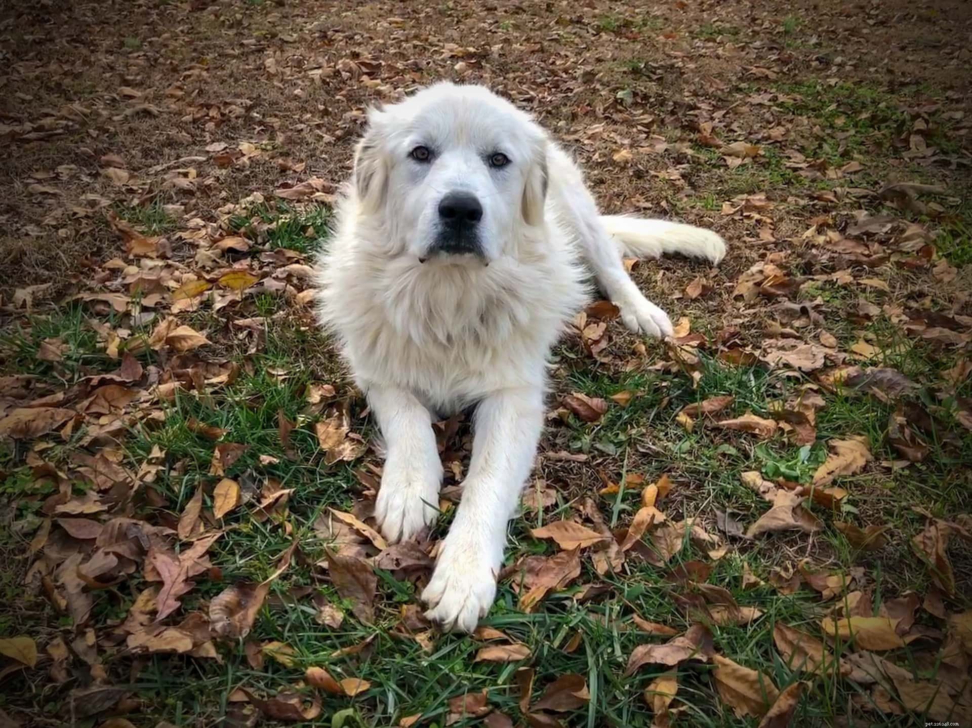 22 Most Relaxed Dog Breeds: The Ultimate Couch Companion Guide