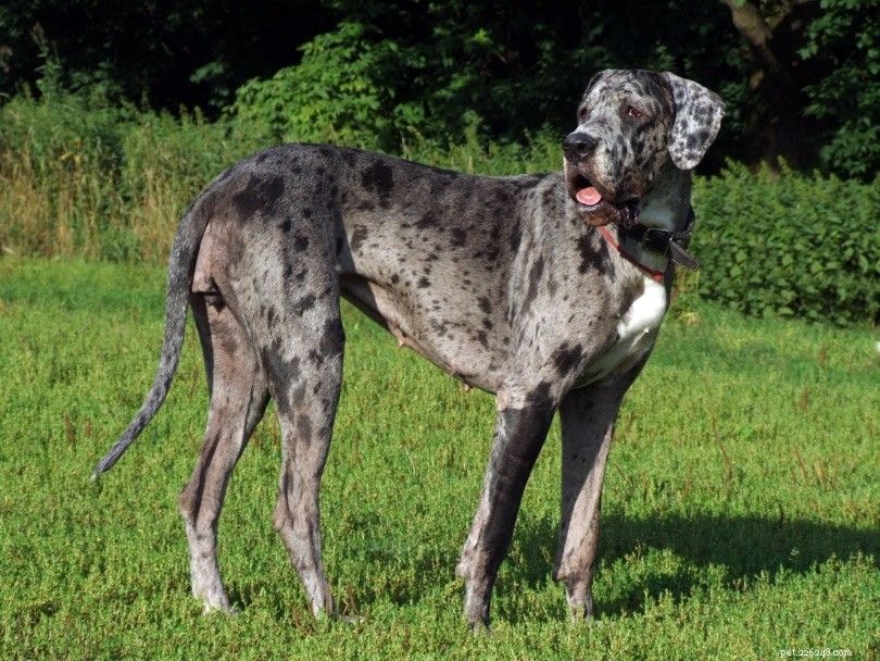 22 Most Relaxed Dog Breeds: The Ultimate Couch Companion Guide