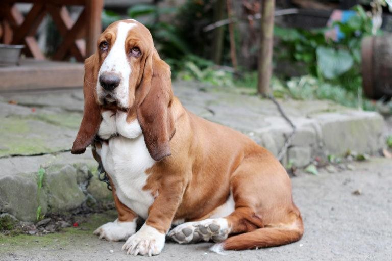 12 Ideal Medium-Sized Dog Breeds for Every Lifestyle – Pictures & Profiles