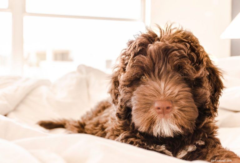 17 Low-Shedding Hypoallergenic Dog Breeds – The Best Choices for Allergy Sufferers (With Photos)