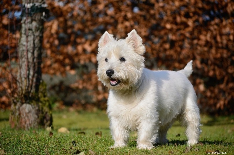 17 Low-Shedding Hypoallergenic Dog Breeds – The Best Choices for Allergy Sufferers (With Photos)