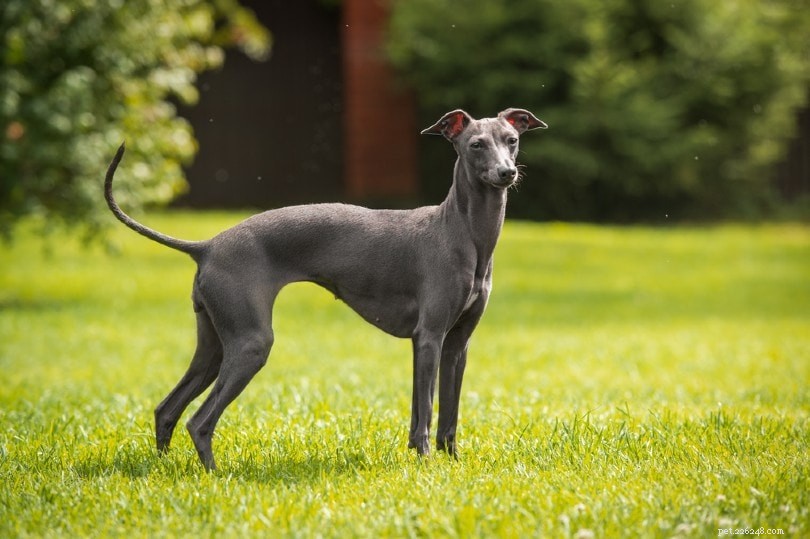 17 Low-Shedding Hypoallergenic Dog Breeds – The Best Choices for Allergy Sufferers (With Photos)