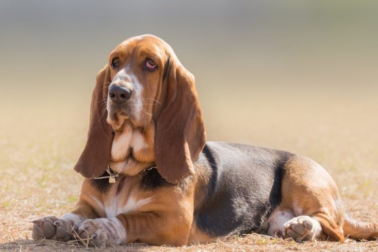 Top 26 Hound Breeds: Popular, Reliable, and Family‑Friendly