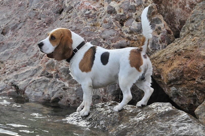 Top 26 Hound Breeds: Popular, Reliable, and Family‑Friendly
