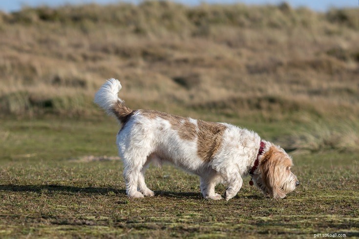 Top 26 Hound Breeds: Popular, Reliable, and Family‑Friendly