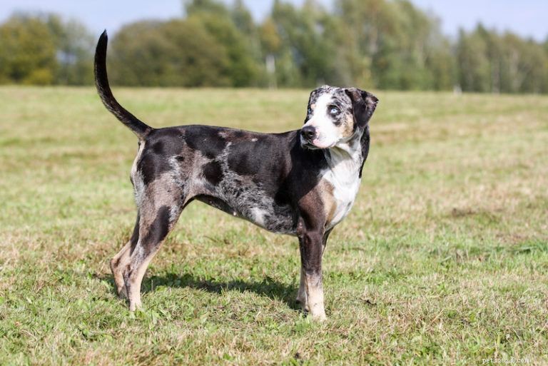 Top 26 Hound Breeds: Popular, Reliable, and Family‑Friendly