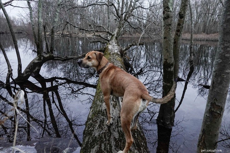 Top 26 Hound Breeds: Popular, Reliable, and Family‑Friendly