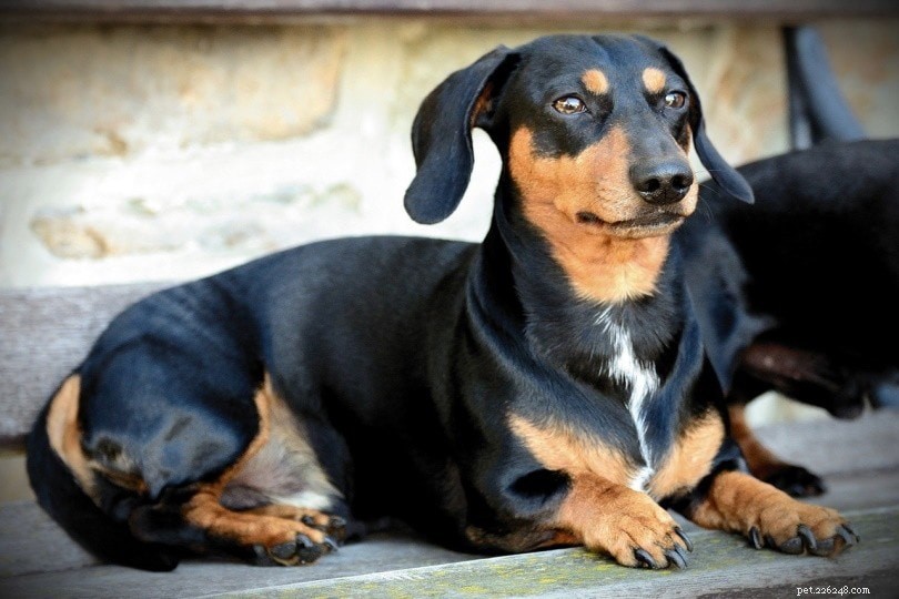 Top 26 Hound Breeds: Popular, Reliable, and Family‑Friendly