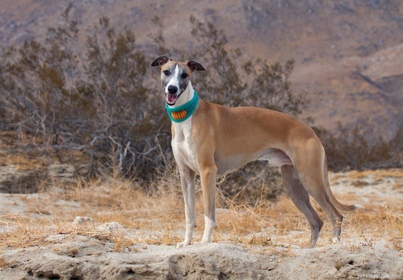 Top 26 Hound Breeds: Popular, Reliable, and Family‑Friendly