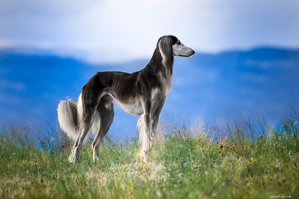 Top 26 Hound Breeds: Popular, Reliable, and Family‑Friendly
