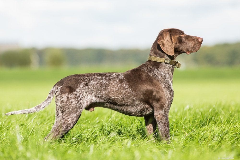 Top 15 Hunting Dog Breeds – Expert Guide & Photos