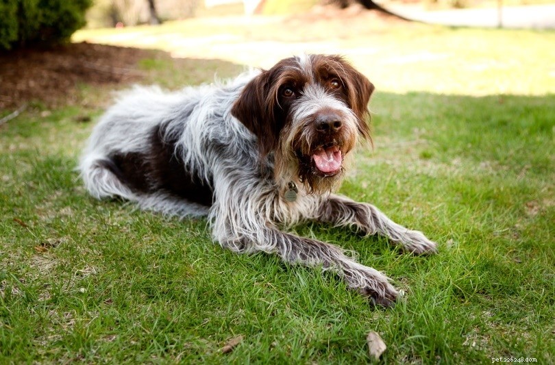 Top 15 Hunting Dog Breeds – Expert Guide & Photos