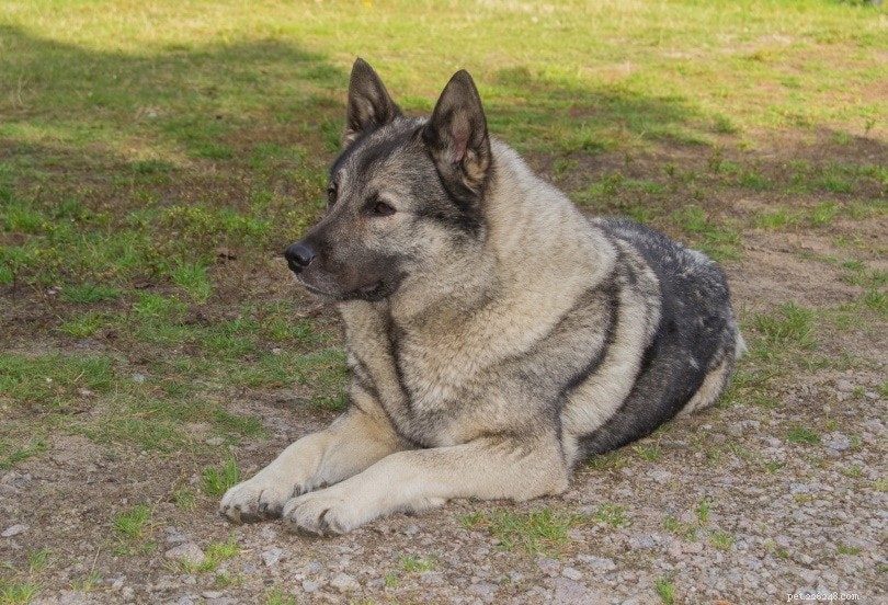 Top 15 Hunting Dog Breeds – Expert Guide & Photos