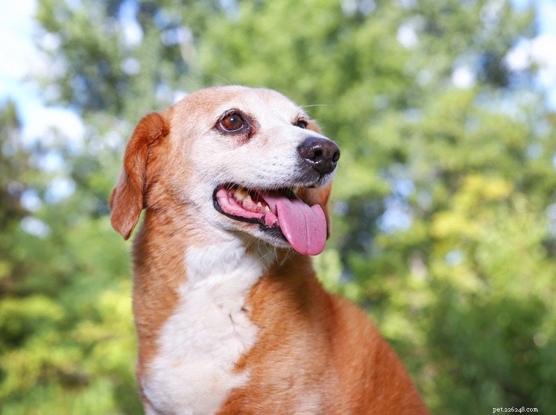 Optimal Calcium Levels for Dogs: 6 Trusted Sources for Strong Bones and Healthy Coat