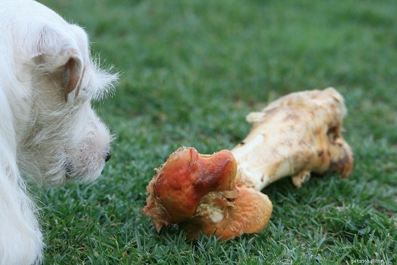 Optimal Calcium Levels for Dogs: 6 Trusted Sources for Strong Bones and Healthy Coat