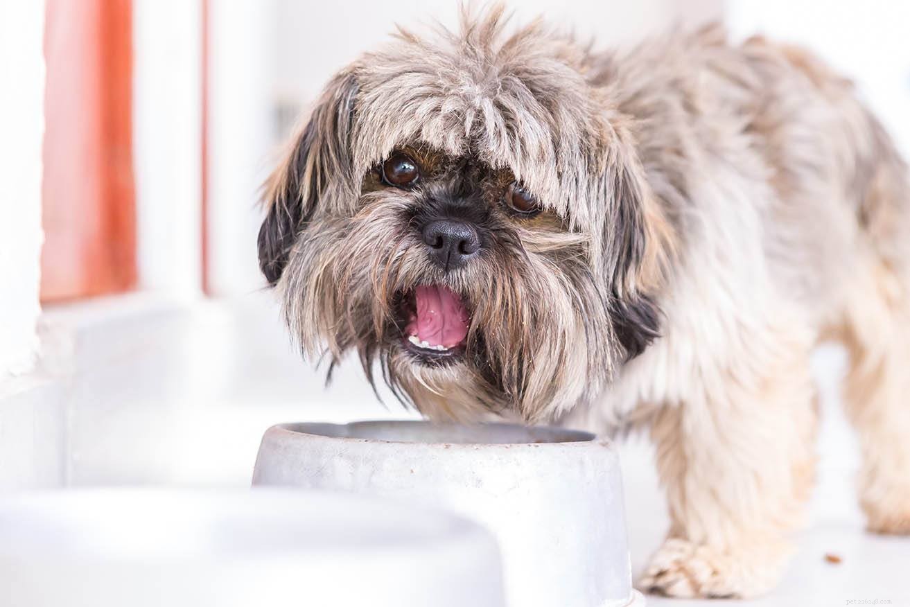 Regular vs Premium Dog Food: Understanding the Key Differences