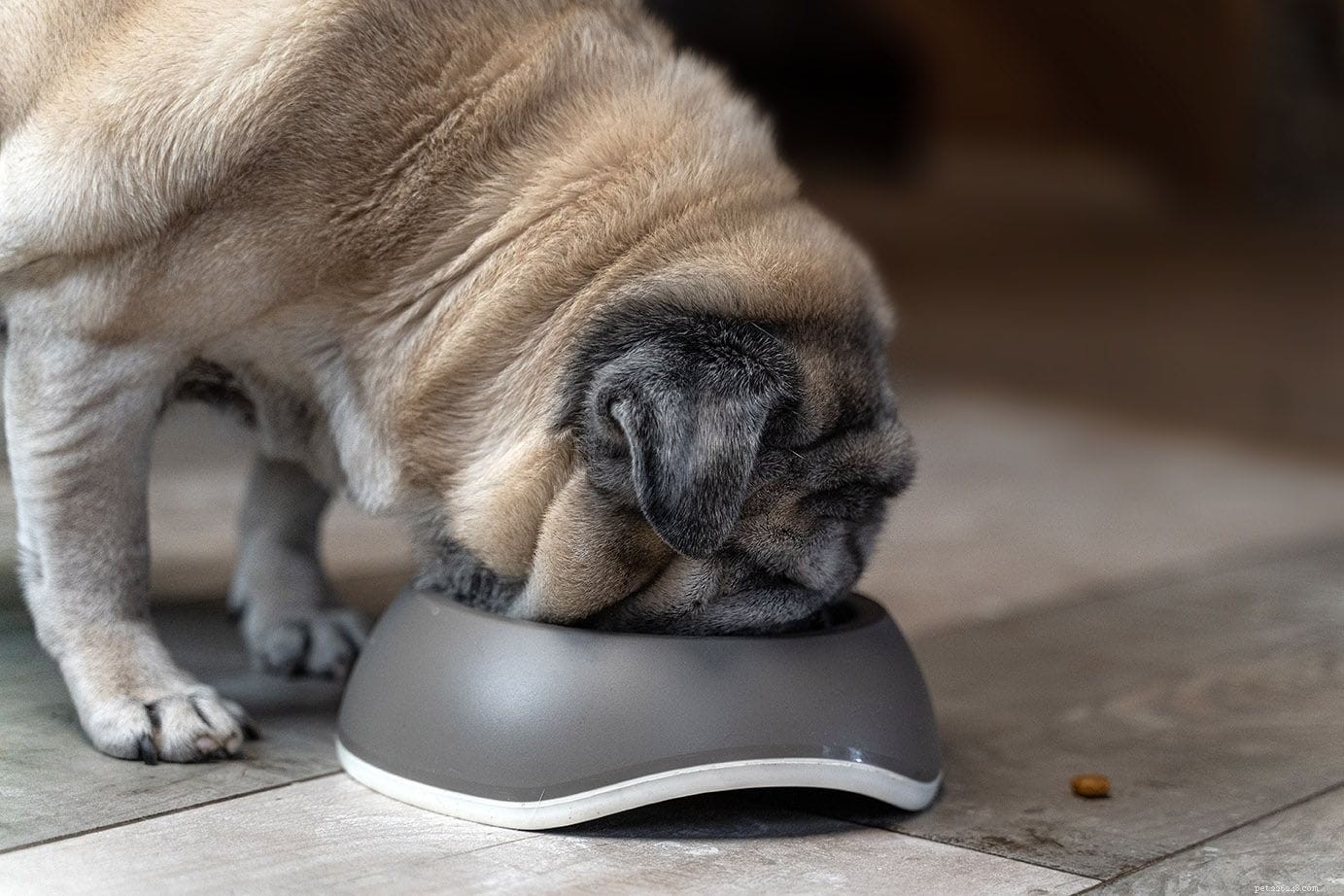 Senior Dogs: Essential Diet and Nutrition Guide for Healthy Aging