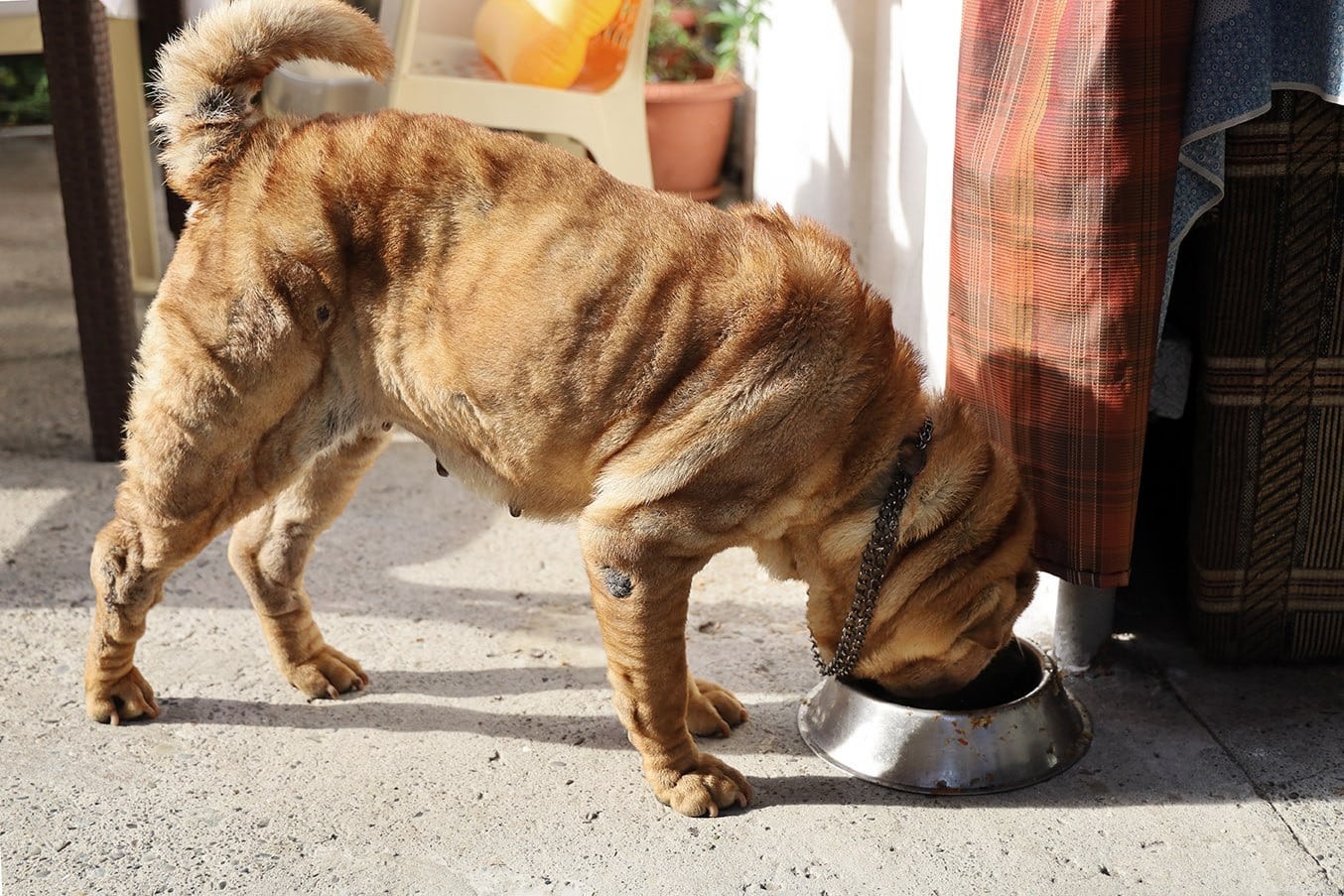 Senior Dogs: Essential Diet and Nutrition Guide for Healthy Aging
