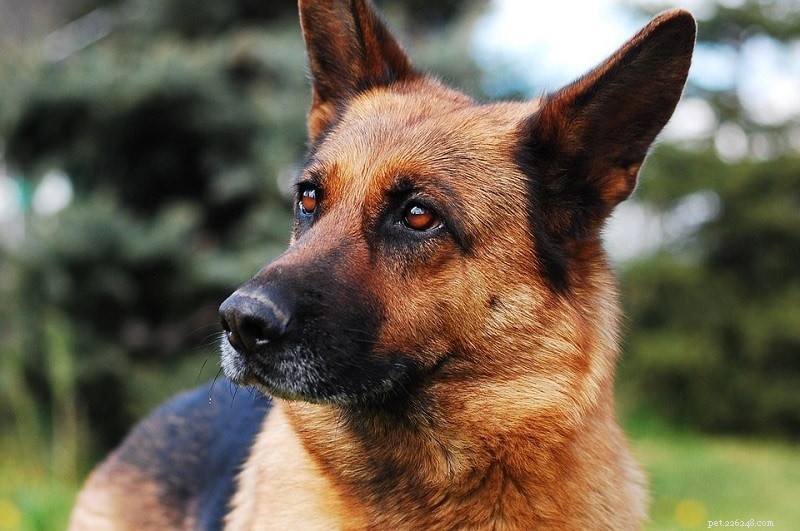 15 Smartest Dog Breeds – A Complete Guide with Photos