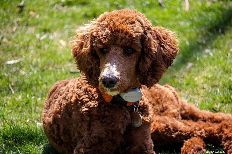 15 Smartest Dog Breeds – A Complete Guide with Photos