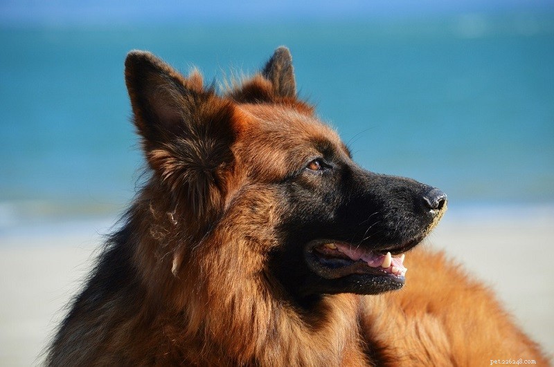 15 Smartest Dog Breeds – A Complete Guide with Photos