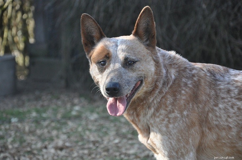 15 Smartest Dog Breeds – A Complete Guide with Photos