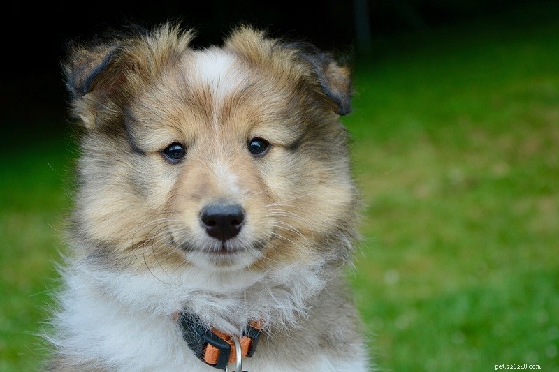15 Smartest Dog Breeds – A Complete Guide with Photos