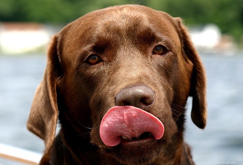 15 Smartest Dog Breeds – A Complete Guide with Photos