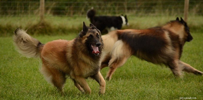 15 Smartest Dog Breeds – A Complete Guide with Photos