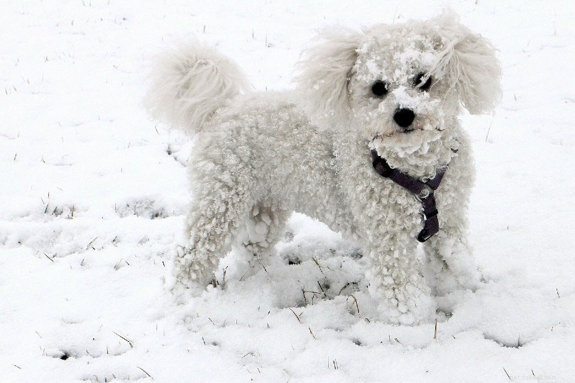 Top 10 White Dog Breeds – From Petite to Powerful, All with Stunning Photos