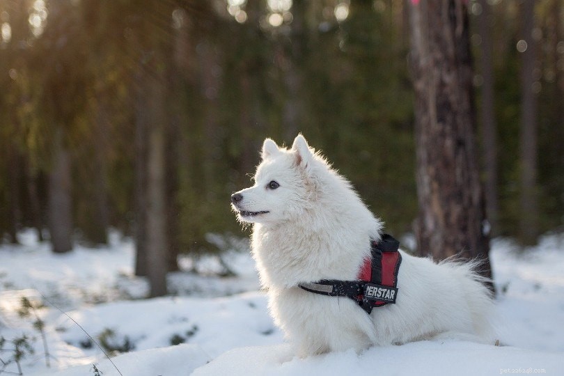 Top 10 White Dog Breeds – From Petite to Powerful, All with Stunning Photos