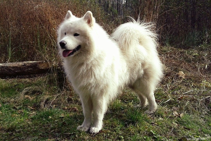 Top 10 White Dog Breeds – From Petite to Powerful, All with Stunning Photos