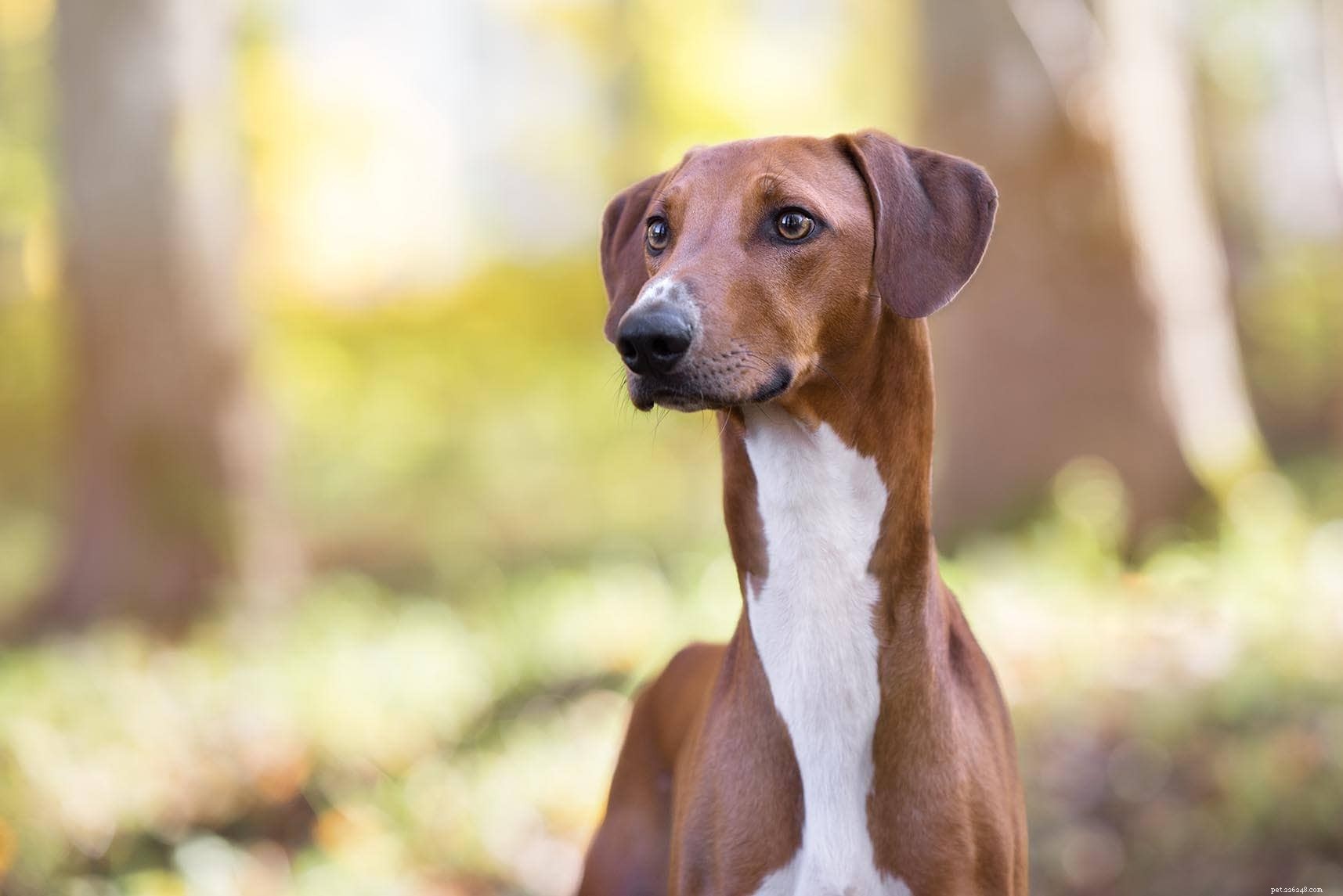 20 Rarest Dog Breeds – Uncommon Canine Gems You Must See