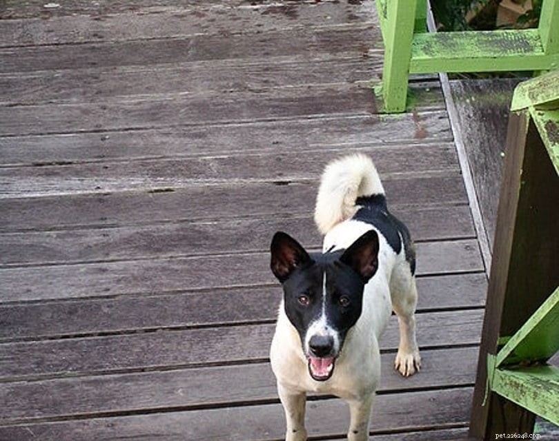 20 Rarest Dog Breeds – Uncommon Canine Gems You Must See