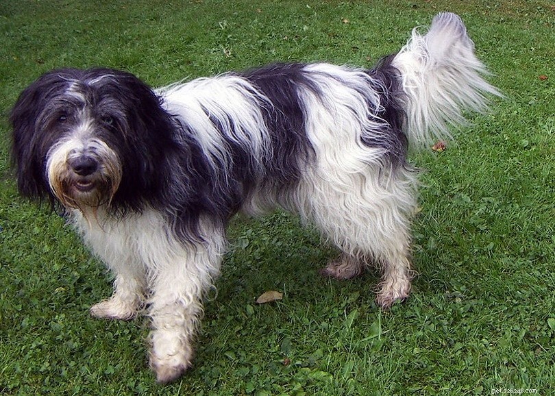 20 Rarest Dog Breeds – Uncommon Canine Gems You Must See