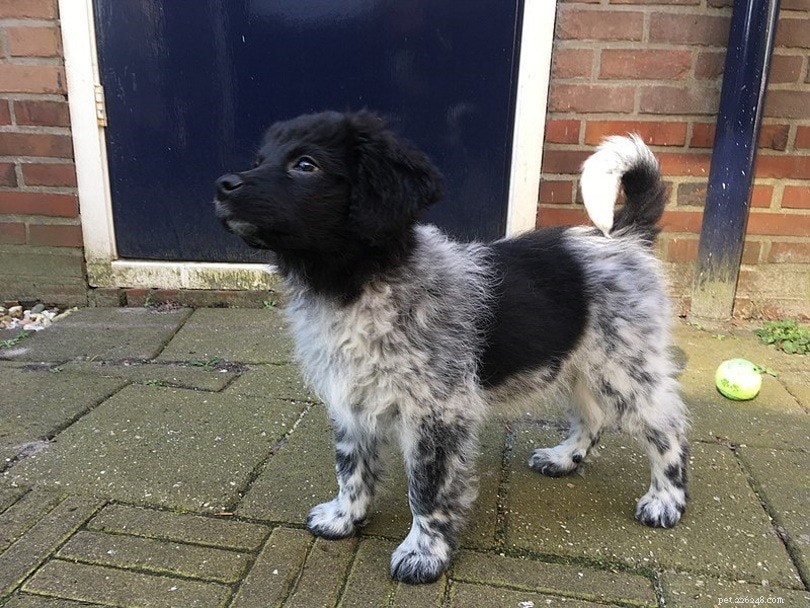 20 Rarest Dog Breeds – Uncommon Canine Gems You Must See